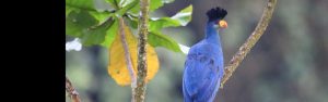 1-Day Akagera National Park Big Five Destination