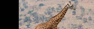 1-Day Akagera National Park Safari