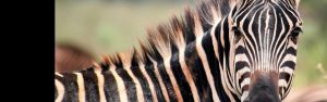 1-Day Akagera National Park Tour