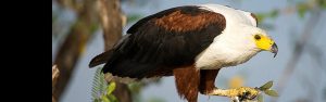 1-Day Akagera National Park Wildlife Tour