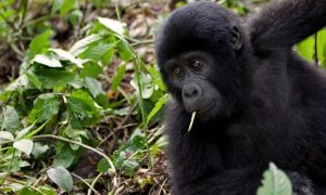 1 Day Express Gorilla Tour in Rwanda