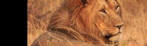 1-Day Game Drive in Akagera National Park