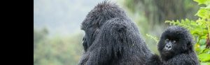 1-Day Gorilla “Wonder Trek” (Kigali to Volcanoes NP)