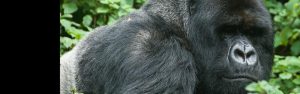 1-Day Mountain Gorilla Trekking