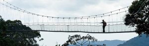 1-Day Nyungwe National Park Canopy Tour