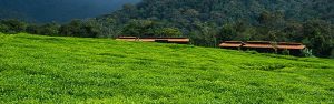 1-Day Nyungwe National Park Canopy Walk Adventure