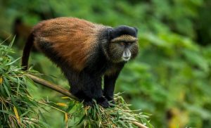 1 Day Rwanda Golden Monkey Trekking Safari