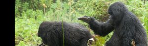 1-Day Rwanda Gorilla Trek Tour from Kigali City