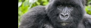 1-Day Rwanda Gorilla Trekking Adventure