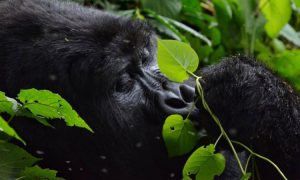 1 Day Rwanda Gorilla Trekking Safari from USA