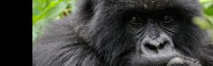 1-Day Rwanda Gorilla Trekking Tour
