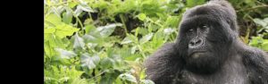 1-Day Rwanda Gorillas Trekking from Kigali