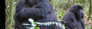 1-Day Rwanda Volcanoes NP Gorilla Trekking from Kigali