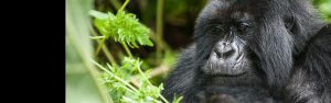 1-Day Volcanoes Gorilla Tour