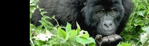 1-Day Volcanoes National Park Gorilla Trekking Tour