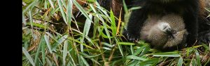 10-Day Rwanda Uganda Gorillas Chimpanzees and Wildlife
