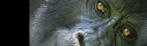 10-Day Rwanda and Uganda – Impressive Mountain Gorillas