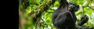 10-Day Rwanda and Uganda Primates Adventure Tour