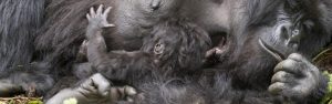 10-Day Trek the Great Apes of Uganda and Rwanda