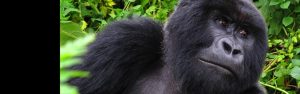 10-Day Uganda and Rwanda Wildlife with Primates Adventure