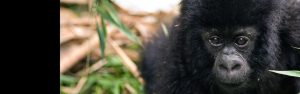 11-Day Gorilla Experience in Uganda and Akagera of Rwanda