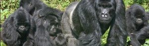 11-Day Rwanda Classic Excursion