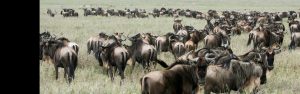 11-Day Rwanda Uganda Tanzania Primate & Safari Expedition