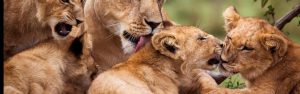 12-Day Gorilla & Chimp Trekking in Rwanda & Kenya