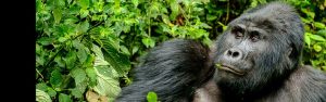 12-Day Rwanda & Uganda Primate Safari Adventure