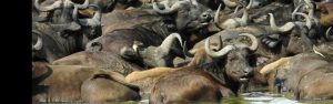 12-Day Uganda Rwanda Gorilla and Wildlife Adventure