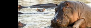 12-Day Uganda, Rwanda & Tanzania Safari Expedition