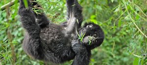 12 Days Rwanda Gorillas Tanzania and Kenya Wildlife Safari