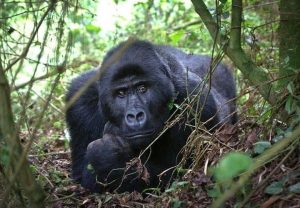 12 Days Uganda Rwanda Wildlife Great Apes Safari