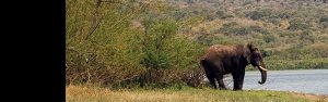 13-Day Uganda to Rwanda Gorilla and Wildlife Safari