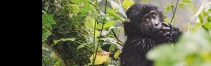 14-Day Best of Rwanda and Uganda Experience with Gorillas