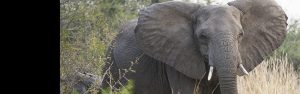 14-Day Best of Rwanda and Uganda Safari
