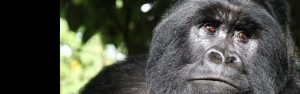 14-Day Best of Rwanda and Uganda with Gorillas