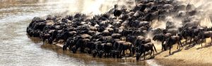 14-Day Kenya, Uganda Gorillas and Rwanda Golden Monkeys