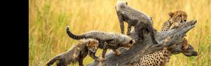 14-Day Kenya Uganda Rwanda Big 5 Gorillas and Chimpanzee