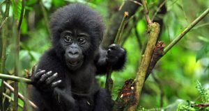 14 Days Best of Rwanda Tour