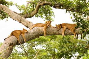 14 Days Rwanda and Uganda Gorillas Wildlife Primates Safari