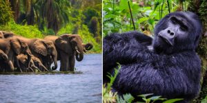 15-Day Uganda and Rwanda Adventure Primates and Safari