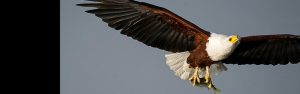 17-Day Rwanda, Uganda, and Kenya Wildlife Safari Tour
