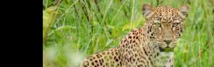 2-Day Akagera N P Wildlife and Boat Safari