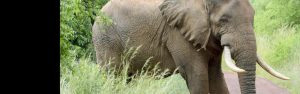2-Day Akagera National Park Big Five Safari