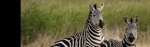 2-Day Akagera National Park Safari