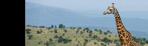 2-Day Akagera National Park Tour