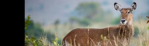 2-Day Akagera Safari & Boat Cruise at Karenge Bush Camp