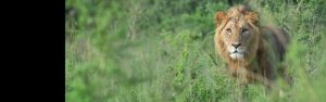 2-Day Akagera Wildlife & Balloon Safari