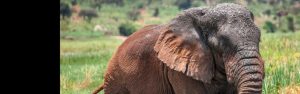 2-Day Akagera Wildlife & Boat Safari Experience